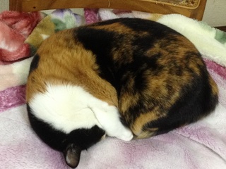 チャンピー140113.jpg