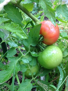 tomato2.jpg